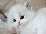 Nala Bear - Ragdoll Kitten For Sale - Monrovia&comma; CA&comma; US