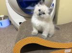 Siberian kittens - Siberian Kitten For Adoption - MI&comma; US