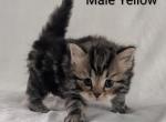 Siberian Kittens Gerty and Jonsey had  kittens - Siberian Kitten For Sale - Milan&comma; MI&comma; US