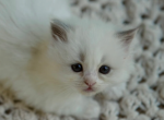 Sky - Ragdoll Kitten For Sale - McKinney&comma; TX&comma; US