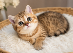 juilet - Scottish Straight Kitten For Sale - New York&comma; NY&comma; US