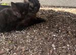 Domestic - Domestic Kitten For Sale - Damascus&comma; OR&comma; US