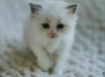 Snowflake - Ragdoll Kitten For Sale - McKinney&comma; TX&comma; US