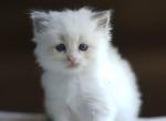Puff - Ragdoll Kitten For Sale - McKinney&comma; TX&comma; US