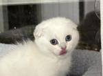 Roma - Scottish Fold Kitten For Sale - New York&comma; NY&comma; US