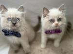 Ragdoll - Ragdoll Kitten For Sale - Barberton&comma; OH&comma; US