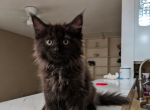 Salem - Maine Coon Kitten For Sale - Monroe&comma; OH&comma; US