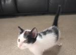 Cappy panda and bear - Domestic Kitten For Adoption - Manchester&comma; TN&comma; US