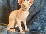 Minnie Purrl - Sphynx Kitten For Sale - 