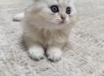 Fluffy Snowball - Scottish Fold Kitten For Sale - Boca Raton&comma; FL&comma; US