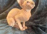 Bluey - Sphynx Kitten For Sale - Richmond&comma; OH&comma; US