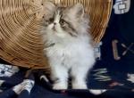 Leia - Persian Kitten For Sale - Delta&comma; PA&comma; US