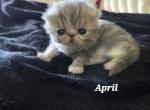 Chiquita babies - Exotic Kitten For Sale - Warminster&comma; PA&comma; US
