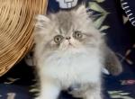 Yoda - Persian Kitten For Sale - Delta&comma; PA&comma; US
