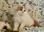 Colonel - Persian Kitten For Sale - Delta&comma; PA&comma; US