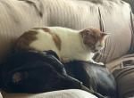 Volunteer Gertrude - Domestic Cat For Adoption - Martinsville&comma; IN&comma; US