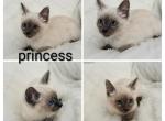 Princess - Siamese Kitten For Sale - Barnett&comma; MO&comma; US