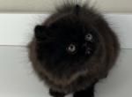 Sonny - Persian Kitten For Sale - 