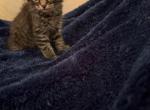 Lawrence of Donnelly - Maine Coon Kitten For Sale - Port Clinton&comma; OH&comma; US