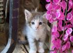 5 beautiful babies - Domestic Kitten For Sale - Fayetteville&comma; NC&comma; US