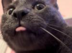 Charlie - Domestic Cat For Adoption - Tomball&comma; TX&comma; US