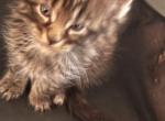 Miquel of Donnelly - Maine Coon Kitten For Sale - Port Clinton&comma; OH&comma; US