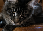 Parthos - Maine Coon Kitten For Sale - 