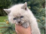 TOUGH GUY - British Shorthair Kitten For Sale - Hoboken&comma; NJ&comma; US