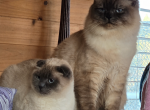 Scottish Fold and Scottish Straight Color Point ki - Scottish Fold Kitten For Sale - Blyn&comma; WA&comma; US