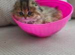 Scottish Fold kitten golden - Scottish Fold Kitten For Sale - New York&comma; NY&comma; US