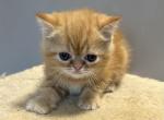 Red Tabby - Exotic Kitten For Sale - Brooklyn&comma; NY&comma; US