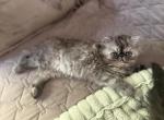 Zoey - Persian Kitten For Sale - 