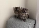 Bonded pair - Persian Kitten For Sale - Pleasant Hill&comma; CA&comma; US