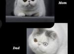 Taffy - Exotic Cat For Sale - Warminster&comma; PA&comma; US
