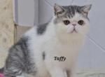 Taffy - Exotic Cat For Sale - Warminster&comma; PA&comma; US