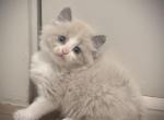 Ragdoll kittens - Ragdoll Kitten For Sale - Plano&comma; TX&comma; US