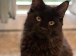 Nyx - Maine Coon Kitten For Sale - 
