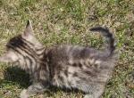 Bengal x Maine Coon Kittens - Bengal Kitten For Sale - Cedar Springs&comma; MI&comma; US