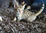 Miss Tiana - Bengal Kitten For Sale - Needmore&comma; PA&comma; US