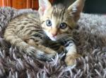 Miss Tiana - Bengal Kitten For Sale - 