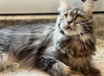 Champion Zora - Maine Coon Cat For Sale - Dublin&comma; GA&comma; US