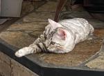 Otis - Bengal Kitten For Sale - Jersey City&comma; NJ&comma; US