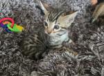 Timon Looking For - Bengal Kitten For Sale - 