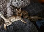 Timon Looking For - Bengal Kitten For Sale - Needmore&comma; PA&comma; US