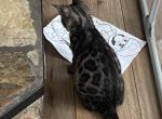 Oakley - Bengal Kitten For Sale - Jersey City&comma; NJ&comma; US