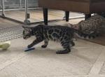 Oakley - Bengal Kitten For Sale - 