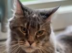 Nova - Maine Coon Cat For Sale - Dublin&comma; GA&comma; US