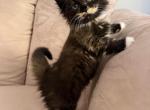 Ragdoll Persian Mix - Ragdoll Kitten For Sale - Gurnee&comma; IL&comma; US