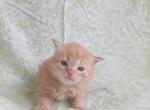 Crookshanks - Siberian Kitten For Sale - Woodburn&comma; OR&comma; US