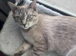 Loki - Domestic Kitten For Sale - CT&comma; US